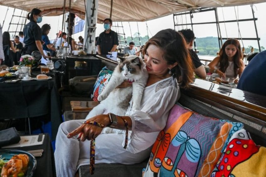 all paws on deck singapore company launches luxury cat cruises