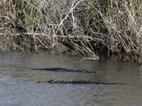 ‘Alligator Alcatraz’ detention site in Everglades draws protests