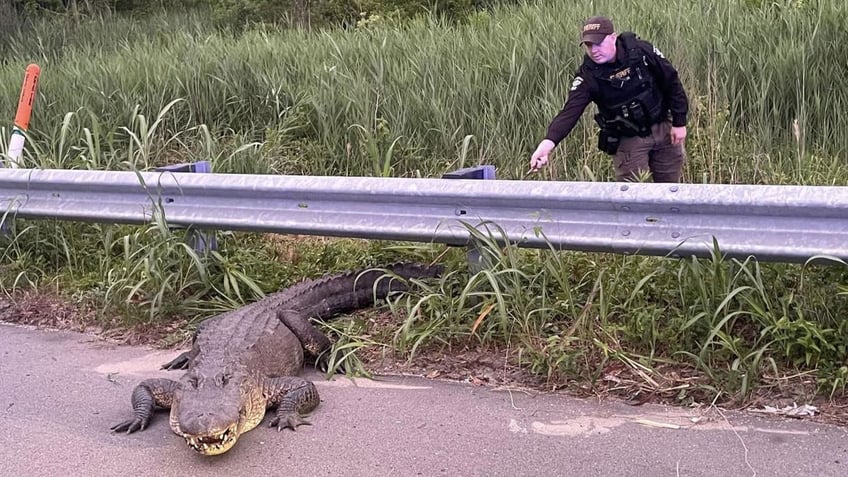 Gator wrangled by cops