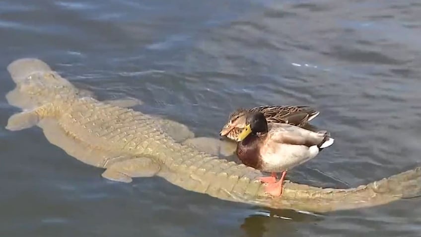 Duck sitting on top of fake alligator