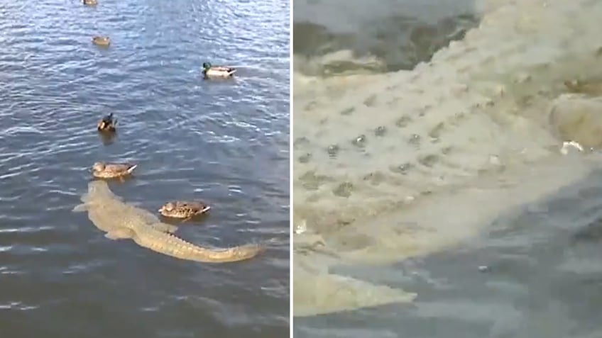 Split image of fake alligator in pond