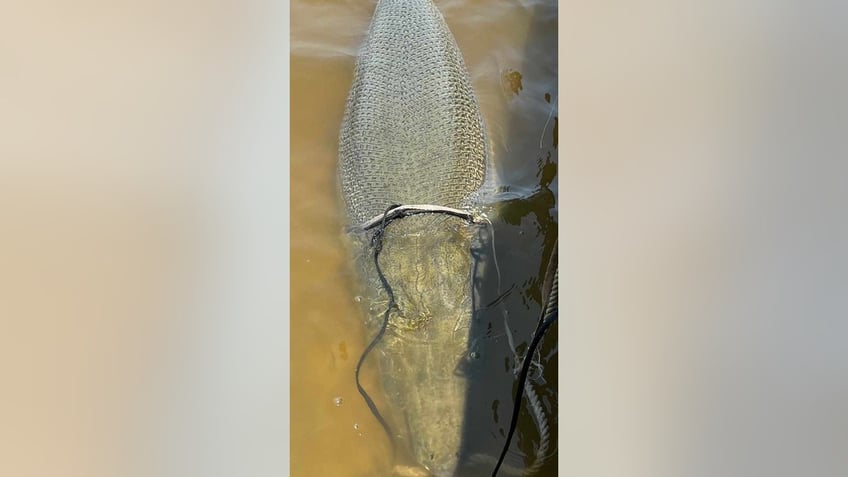 alligator gar caught in texas weighing 283 pounds shatters multiple records four in one fell swoop