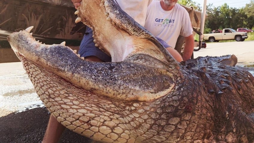 alligator in florida weighing 920 pounds could be states 2nd heaviest never seen a giant like this