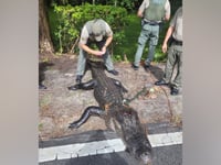 Alligator injures girl swimming in popular summer state park destination