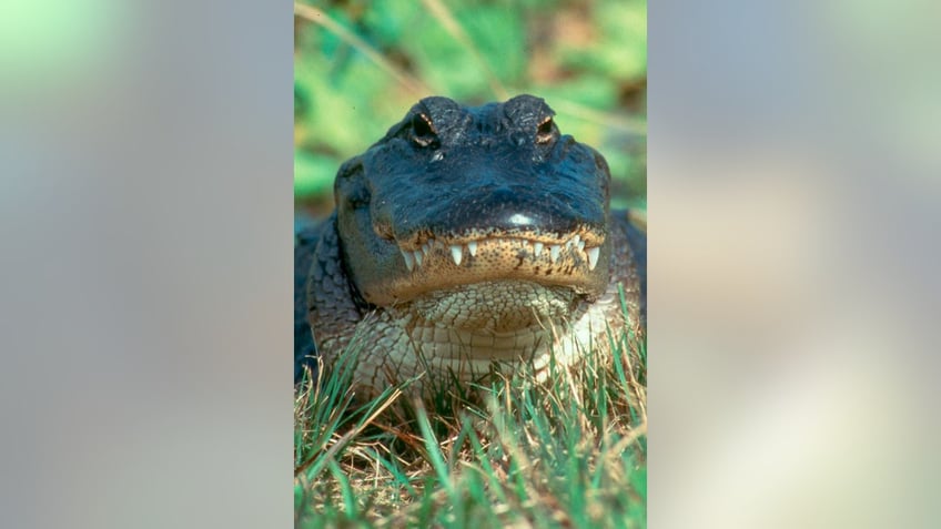 An American Alligator is shown standing in an alert post in the Arthur R. Marshall Loxahatchee National Wildlife Refuge in Palm Beach County, Florida in this U.S. Fish and Wildlife Service photo released on August 14, 2014. Wildlife officials on Friday will open a Florida nature preserve for the first time to a handful of alligator hunters who waited more than a decade to stalk the large reptiles in the Everglades. REUTERS/U.S. Fish and Wildlife Service/Handout (UNITED STATES - Tags: ANIMALS ENVIRONMENT SPORT) FOR EDITORIAL USE ONLY. NOT FOR SALE FOR MARKETING OR ADVERTISING CAMPAIGNS. THIS IMAGE HAS BEEN SUPPLIED BY A THIRD PARTY. IT IS DISTRIBUTED, EXACTLY AS RECEIVED BY REUTERS, AS A SERVICE TO CLIENTS - RTR42HGE