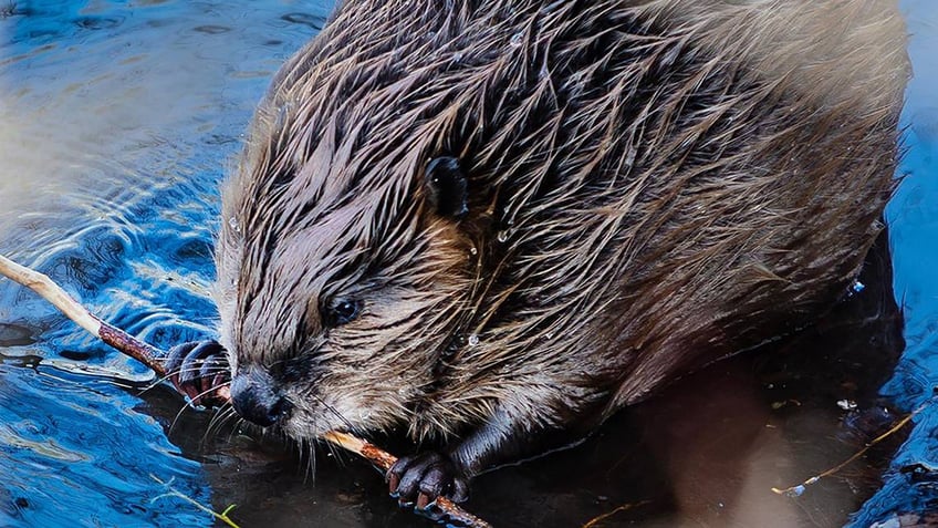 A beaver chewing