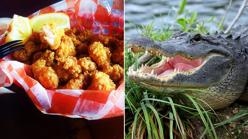 Alligator bites are shown, left. An alligator is seen in a swamp, right.