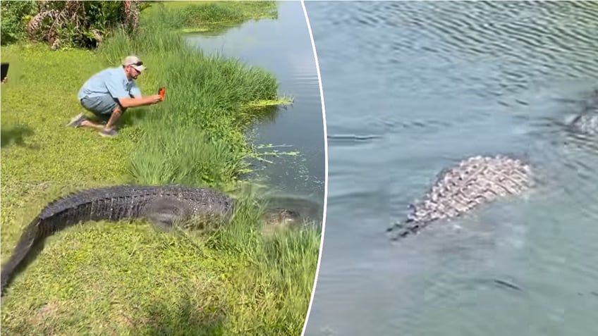 Split image of alligator