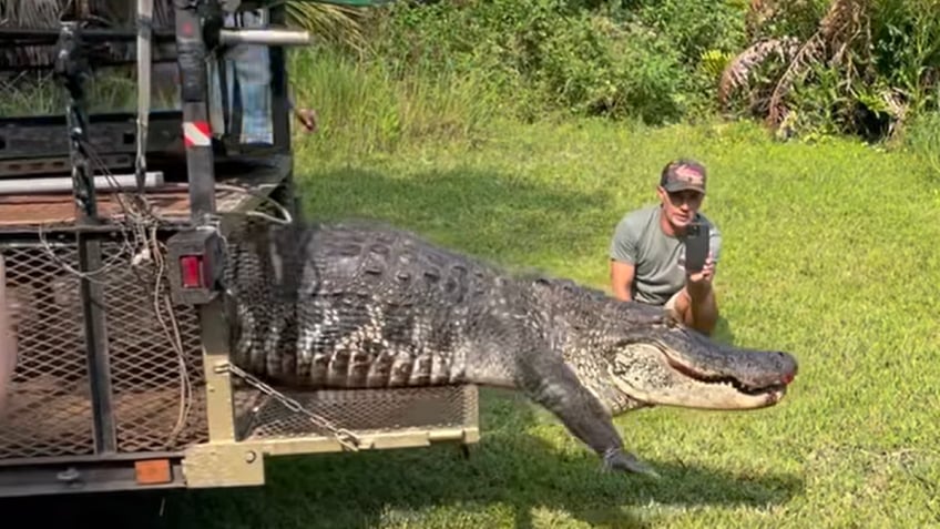 Alligator walking into water