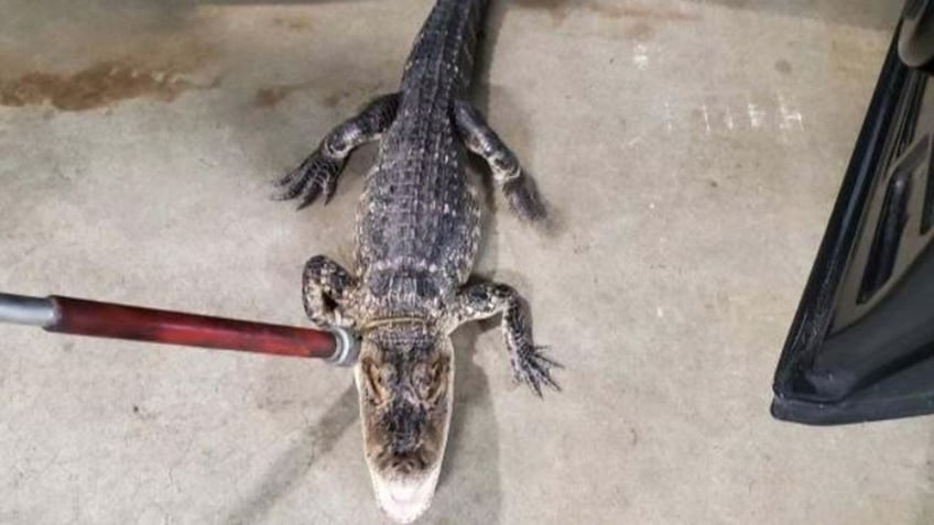 alligator that evaded new jersey authorities for more than a week forcing park shutdown captured