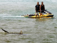 ‘Alpha predator’ sharks and humans clash on an Israeli beach
