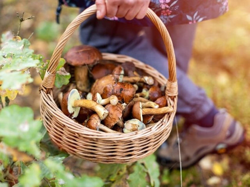 amazon is filled with bogus ai generated mushroom foraging books that could cause poisoning deaths