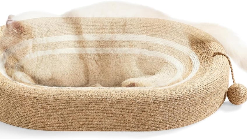 amazon pet day 10 top picks on sale for your cats and dogs