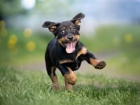 Amazon Wants You to Trust Them with Your Pets’ Health