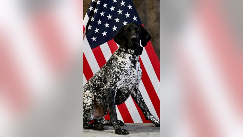 american humane hero dog awards 2023 announces top dog finalists ahead of veterans day ceremony