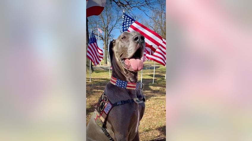 american humane hero dog awards 2023 announces top dog finalists ahead of veterans day ceremony