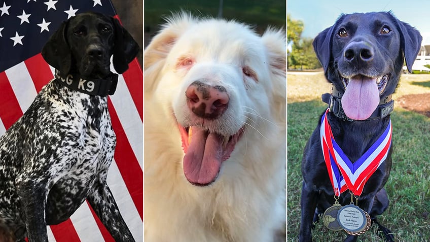 american humane hero dog awards 2023 announces top dog finalists ahead of veterans day ceremony