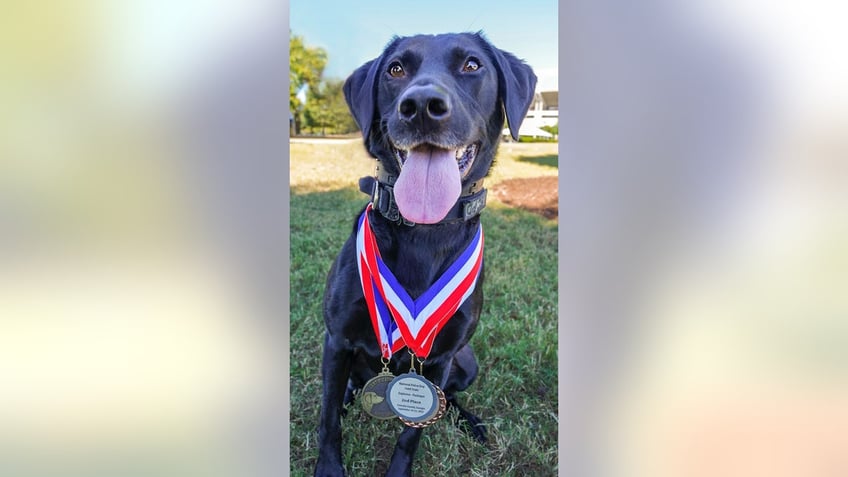 american humane hero dog awards 2023 announces top dog finalists ahead of veterans day ceremony