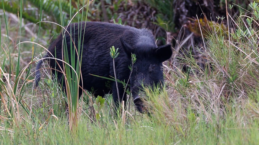 A feral hog in a field of grass.