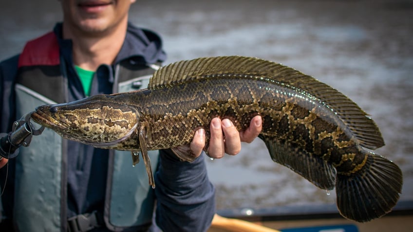 An angler holds up an invasive northern snakehead.