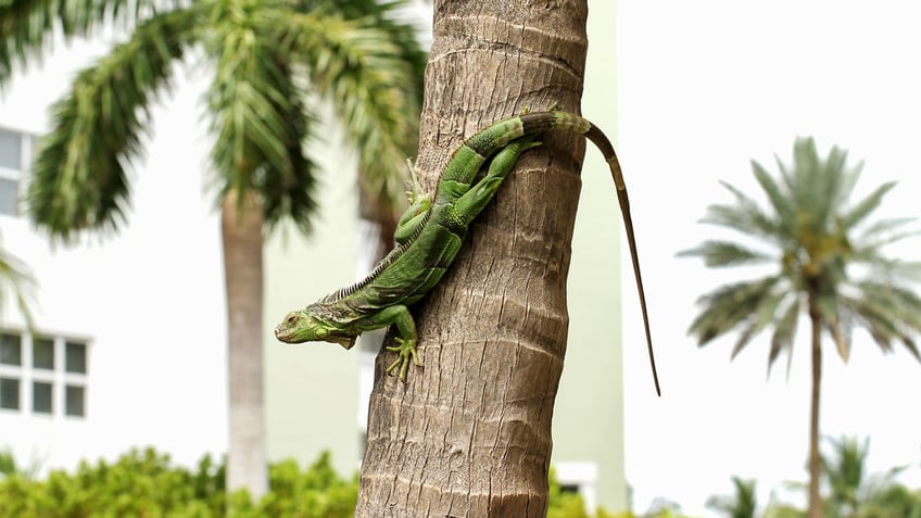 A common green iguana is seen on a palm tree in a Florida residential neighborhood.