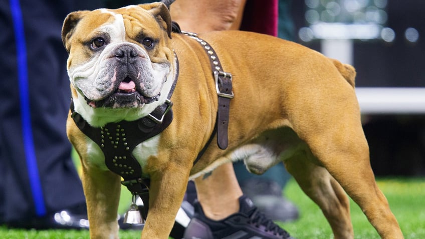 american xl bully officially banned in uk after spate of attacks