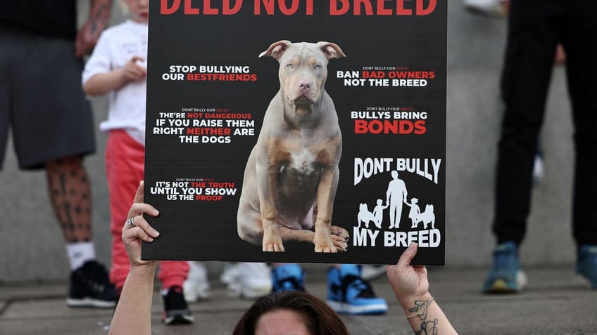 american xl bully officially banned in uk after spate of attacks