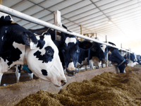 America's Dairy Cow Replacement Inventory Collapses To Two-Decade Low 