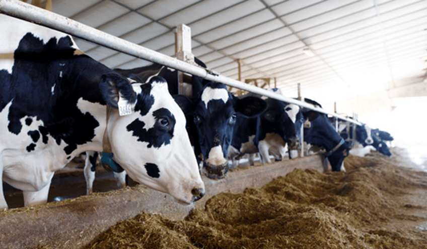 americas dairy cow replacement inventory collapses to two decade low