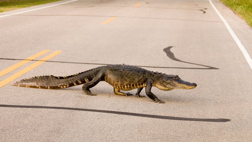 Alligator on highway