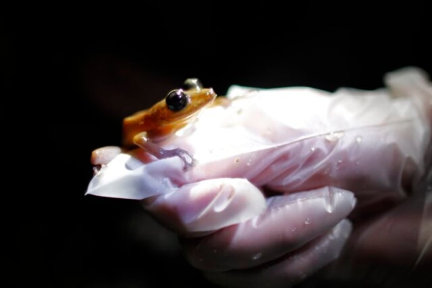 amphibians are the worlds most vulnerable species and threats are increasing