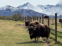 An Alaska Mother’s Day tradition: Mingling with ice age survivors on a farm
