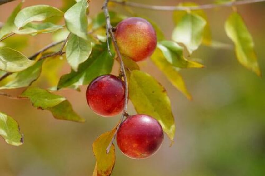 an amazonian superfruit may reverse fatty liver disease study finds