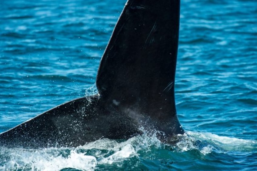 an endangered whale species is speeding towards extinction