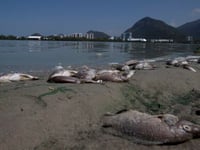 An overdue Olympic pledge to restore Rio de Janeiro’s lagoons is finally taking shape