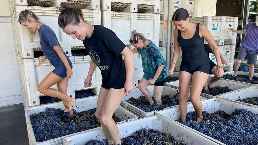 ancient natural wine making traditions gain new followers in the us