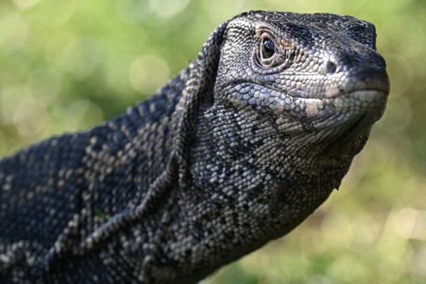 A monitor lizard, which researchers said might look a little like the ancient reptile ance