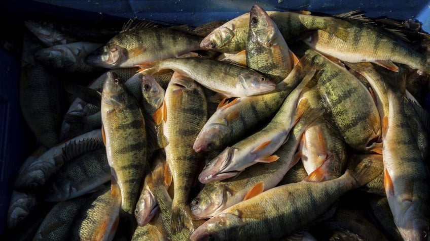 Yellow perches in pile