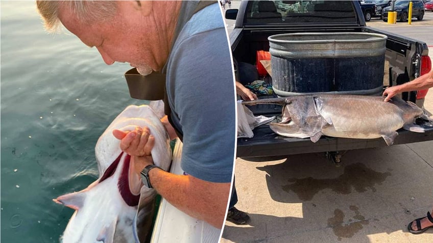 Split image of man holding fish and fish on truck