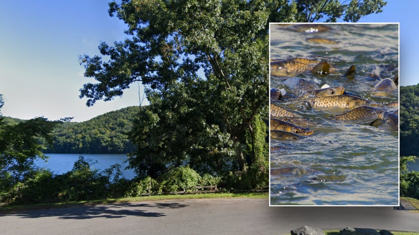 Split image of CT lake and carp in water