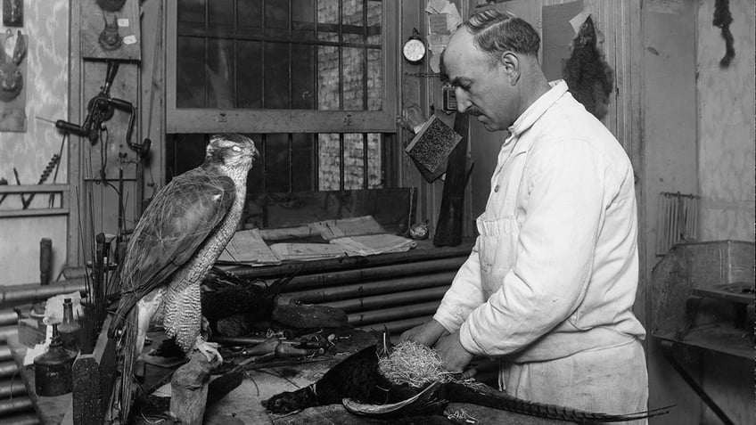 A taxidermist at work in their workshop stuffing a pheasant.