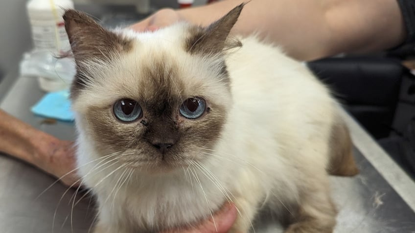 animal rescuers baffled by scores of himalayan kittens dumped in maryland park its a mystery