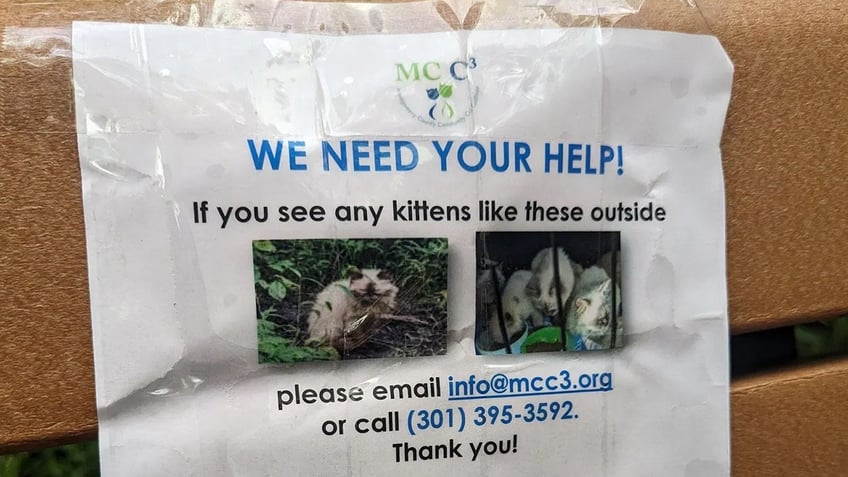 animal rescuers baffled by scores of himalayan kittens dumped in maryland park its a mystery