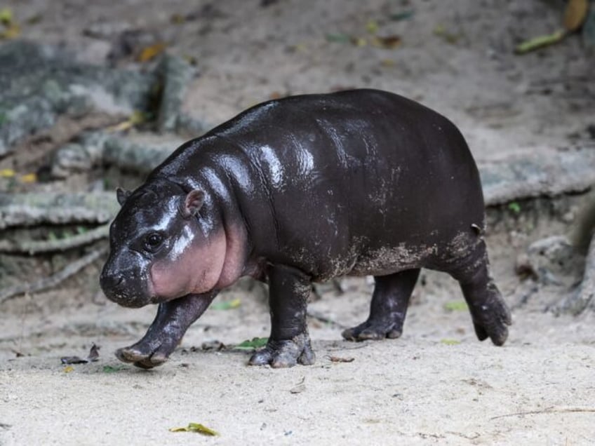 CHONBURI, THAILAND - OCTOBER 15: Moo Deng, a three-month-old female pygmy hippo who has be