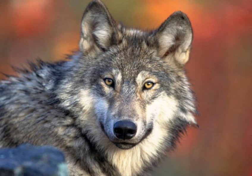 animal welfare advocates file lawsuit challenging wisconsins new wolf management plan