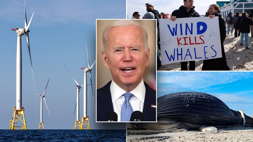 another dead whale beaches in maryland amid rapid offshore wind development