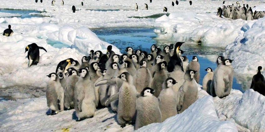 antarctic ice loss likely wiped out 4 colonies worth of emperor penguin chicks researchers say