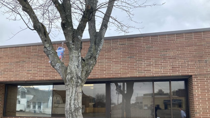 Tree outside congressman's office