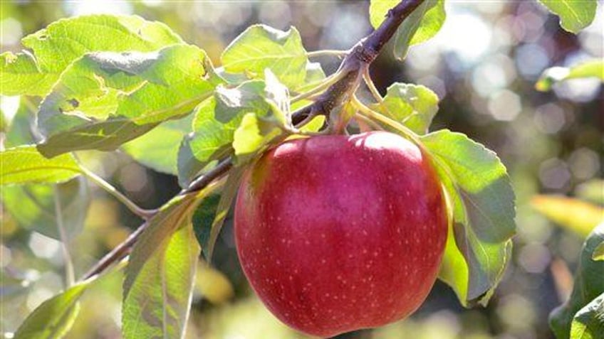 apple a day and 4 other great fall food choices that are healthy delicious and fun