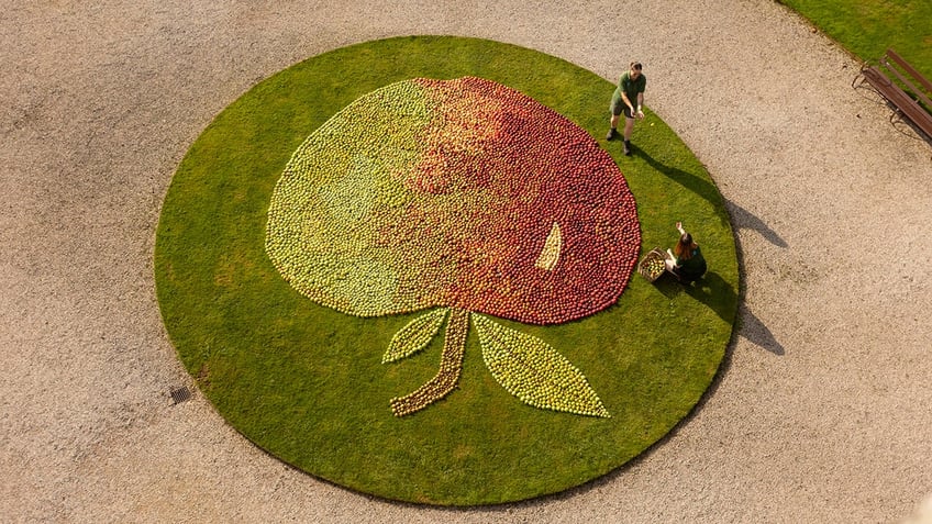 apple of their eye see the unique display that gardeners created using leftover orchard fruit